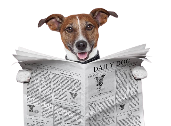 pngtree-dog-newspaper-background-humor-folded-photo-image_35188472-removebg-preview